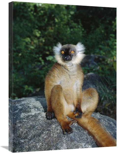 Global Gallery GCS-452655-2432-142 24 x 32 in. Black Lemur Female,