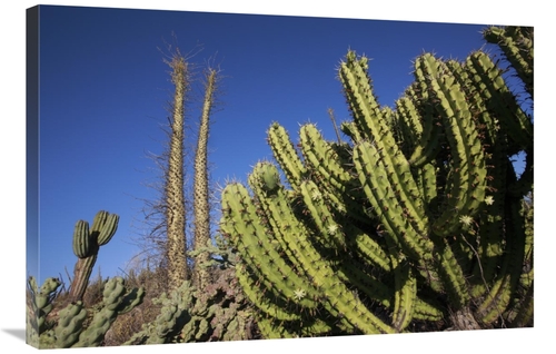 Global Gallery GCS-398093-2436-142 24 x 36 in. Organ Pipe Cactus, 