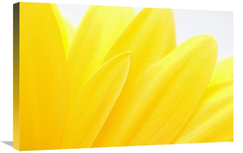 Global Gallery GCS-395289-2030-142 20 x 30 in. Flower Petals, Germ