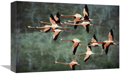 Global Gallery GCS-395580-1218-142 12 x 18 in. Greater Flamingo Group 