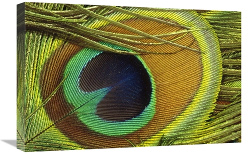 Global Gallery GCS-395773-1624-142 16 x 24 in. Indian Peafowl Male Dis