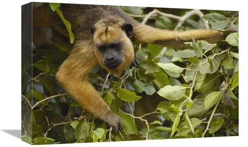 Global Gallery GCS-453210-1218-142 12 x 18 in. Black Howler Monkey Fem