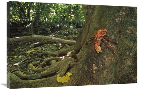 Global Gallery GCS-451676-2436-142 24 x 36 in. Coconut Crab Scaling A 