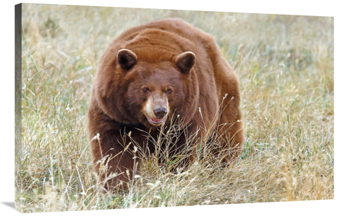 Global Gallery GCS-486437-40-142 40 in. Cinnamon Bear Art Print - Vic 