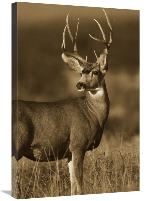 Global Gallery GCS-395918-2030-142 20 x 30 in. Mule Deer Male in Dry G