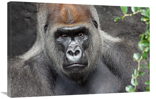 Global Gallery GCS-486610-36-142 36 in. Undisputed King Art Print - Vi