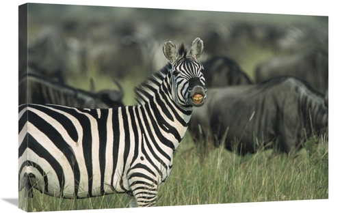 Global Gallery GCS-452551-2030-142 20 x 30 in. Burchells Zebra Male