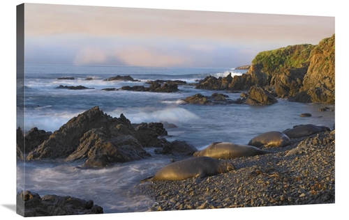 Global Gallery GCS-396978-2436-142 24 x 36 in. Northern Elephant Seals