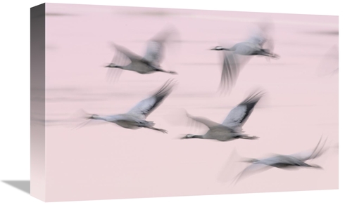 Global Gallery GCS-395687-1218-142 12 x 18 in. Common Cranes in Flight