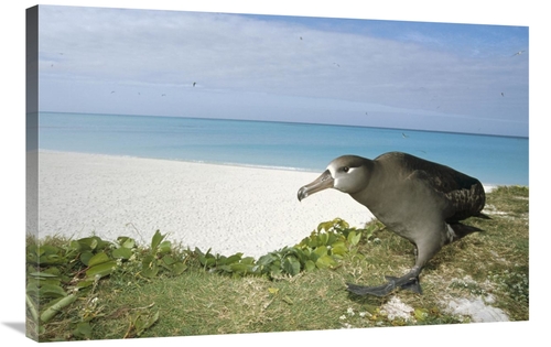 Global Gallery GCS-451441-2436-142 24 x 36 in. Black-Footed Albatross 