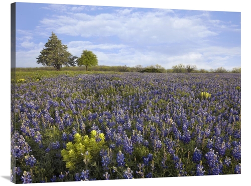 Global Gallery GCS-396484-3040-142 30 x 40 in. Bluebonnet & Lemon Pain