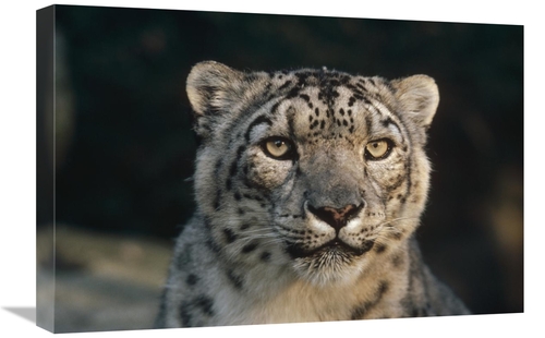 Global Gallery GCS-452760-1624-142 16 x 24 in. Snow Leopard, Woodl