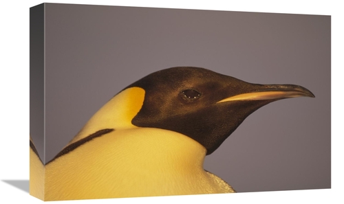 Global Gallery GCS-451072-1218-142 12 x 18 in. Emperor Penguin Portrai