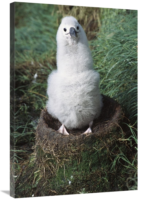 Global Gallery GCS-451611-2436-142 24 x 36 in. Campbell Albatross Two 