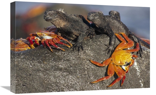 Global Gallery GCS-451193-1624-142 16 x 24 in. Sally Lightfoot Crabs &