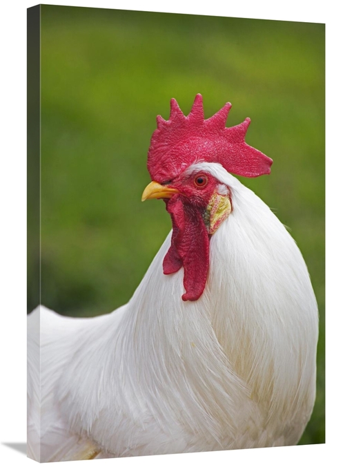 Global Gallery GCS-397529-2030-142 20 x 30 in. Domestic Chicken, W