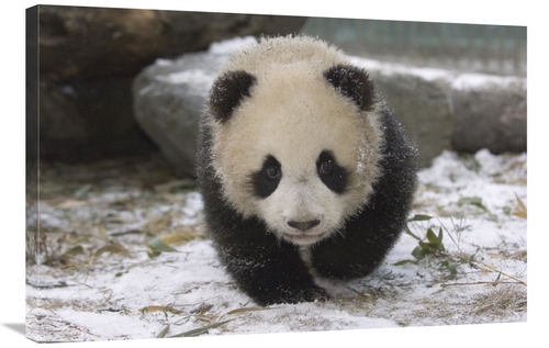 Global Gallery GCS-453023-2436-142 24 x 36 in. Giant Panda Cub Approac