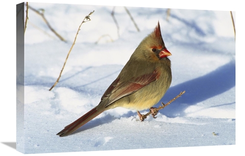 Global Gallery GCS-453299-1624-142 16 x 24 in. Northern Cardinal Femal