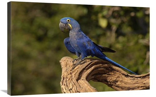 Global Gallery GCS-453175-2436-142 24 x 36 in. Hyacinth Macaw Portrait