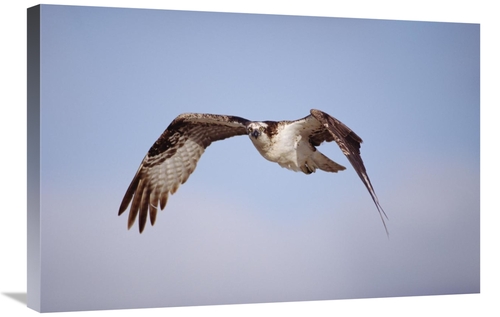 Global Gallery GCS-451955-2030-142 20 x 30 in. Osprey Adult Flying&#44