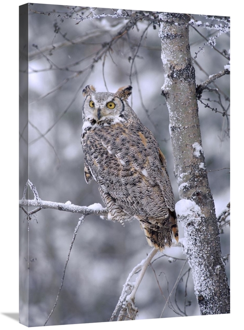 Global Gallery GCS-396907-2030-142 20 x 30 in. Great Horned Owl Perche