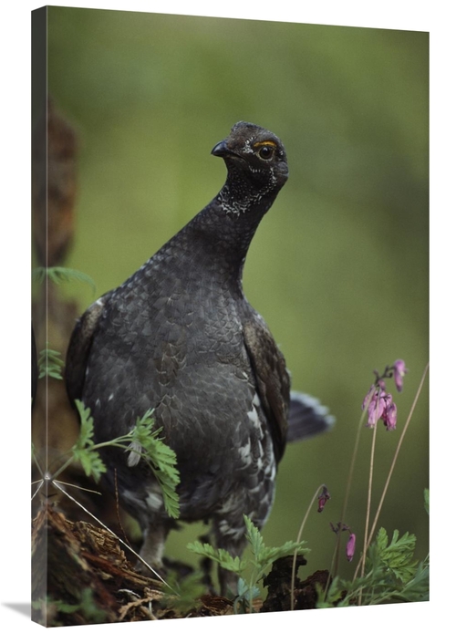 Global Gallery GCS-395971-2436-142 24 x 36 in. Blue Grouse, North 