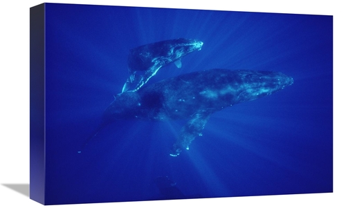 Global Gallery GCS-450573-1218-142 12 x 18 in. Humpback Whale Mother &