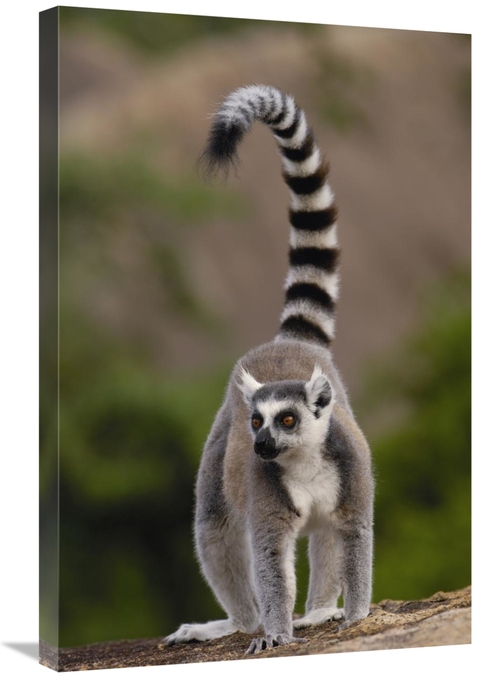 Global Gallery GCS-453248-2030-142 20 x 30 in. Ring-Tailed Lemur in th