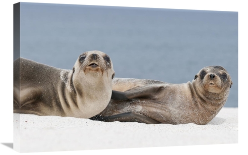 Global Gallery GCS-395625-2030-142 20 x 30 in. Galapagos Sea Lion Fema