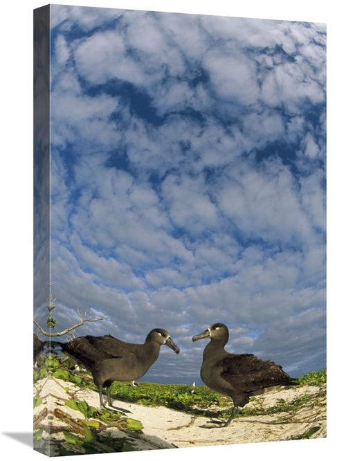 Global Gallery GCS-451438-1624-142 16 x 24 in. Black-Footed Albatross 