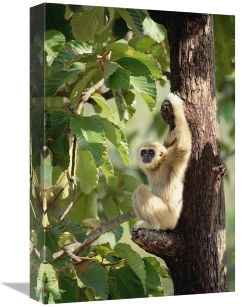 Global Gallery GCS-452820-1218-142 12 x 18 in. White-Handed Gibbon in 