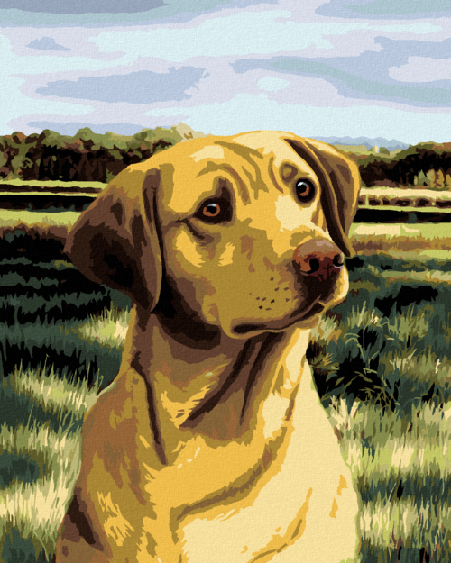 Zuty - Paint by Numbers – LABRADOR IN A FIELD (NORTHERN PROMOTIONS),