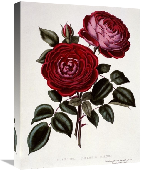 22 in. H Perpetual, Standard of Marengo Art Print - Henry Curtis