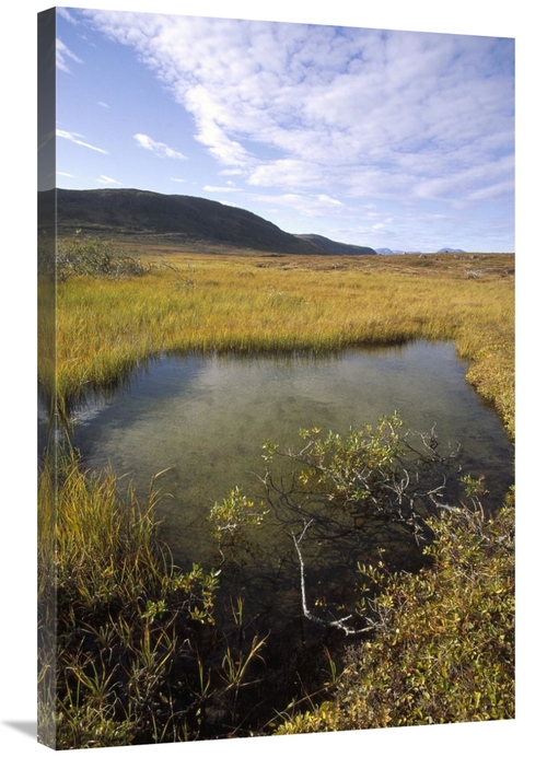 Global Gallery GCS-451346-2436-142 24 x 36 in. Tundra Bog in Autumn&#4