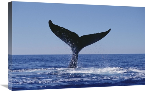 Global Gallery GCS-450997-2030-142 20 x 30 in. Humpback Whale Tail Lob