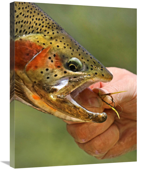 Global Gallery GCS-486414-30-142 30 in. A Trout in the Hand Art Print 