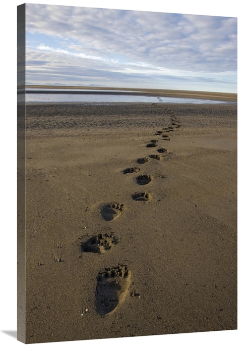 Global Gallery GCS-395301-2436-142 24 x 36 in. Grizzly Bear Tracks on 