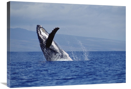 Global Gallery GCS-451025-2432-142 24 x 32 in. Humpback Whale Breachin