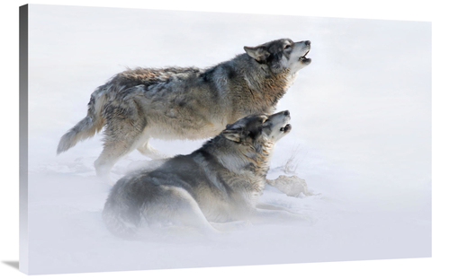 Global Gallery GCS-486648-40-142 40 in. Brothers Howling Art Print - V