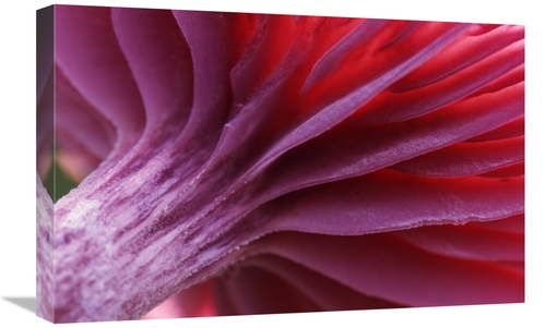 Global Gallery GCS-398268-1624-142 16 x 24 in. Mushroom Detail of Unde