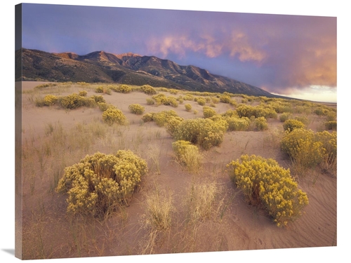 Global Gallery GCS-397130-3040-142 30 x 40 in. Sagewort on Sand Dune&#