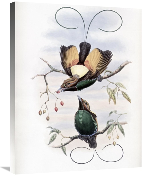 Global Gallery GCS-277761-30-142 30 in. Golden-Winged Bird of Paradise