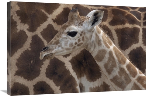 Global Gallery GCS-398144-2436-142 24 x 36 in. Rothschild Giraffe Calf