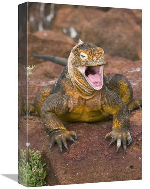 Global Gallery GCS-397375-1218-142 12 x 18 in. Galapagos Land Iguana Y