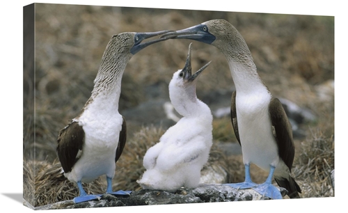 Global Gallery GCS-451233-1624-142 16 x 24 in. Blue-Footed Booby Famil