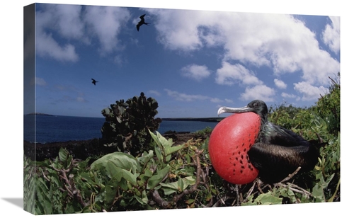 Global Gallery GCS-451524-1624-142 16 x 24 in. Great Frigatebird Male 