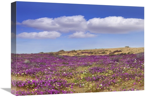 Global Gallery GCS-396709-22-142 22 in. Sand Verbena Carpeting the Gro