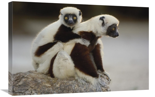 Global Gallery GCS-453027-2030-142 20 x 30 in. Coquerels Sifaka Mother