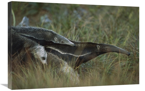 Global Gallery GCS-451579-2030-142 20 x 30 in. Giant Anteater Carrying