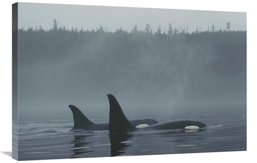 Global Gallery GCS-453565-2436-142 24 x 36 in. Orca Male & Female Surf